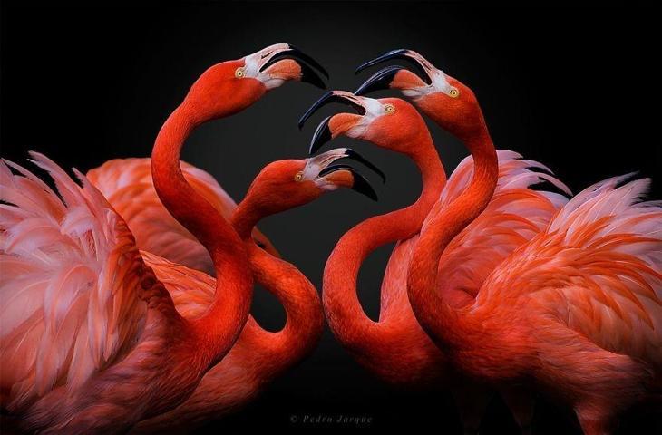 Pembe ve asil: Dünya Flamingo Günü