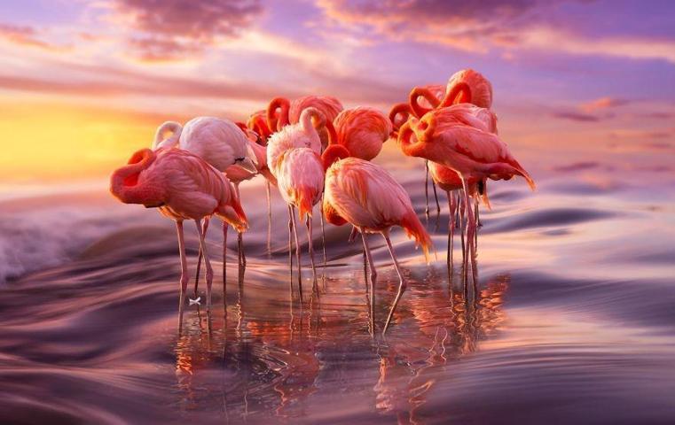 Pembe ve asil: Dünya Flamingo Günü