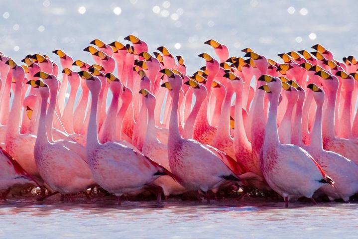 Pembe ve asil: Dünya Flamingo Günü