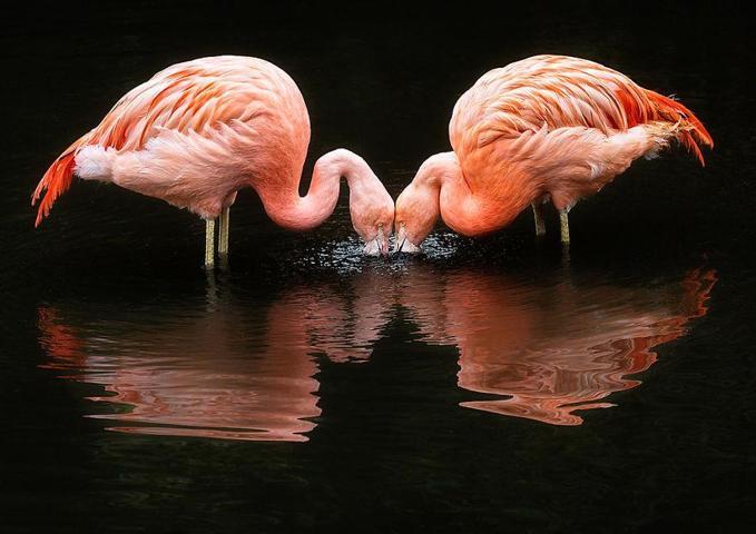 Pembe ve asil: Dünya Flamingo Günü