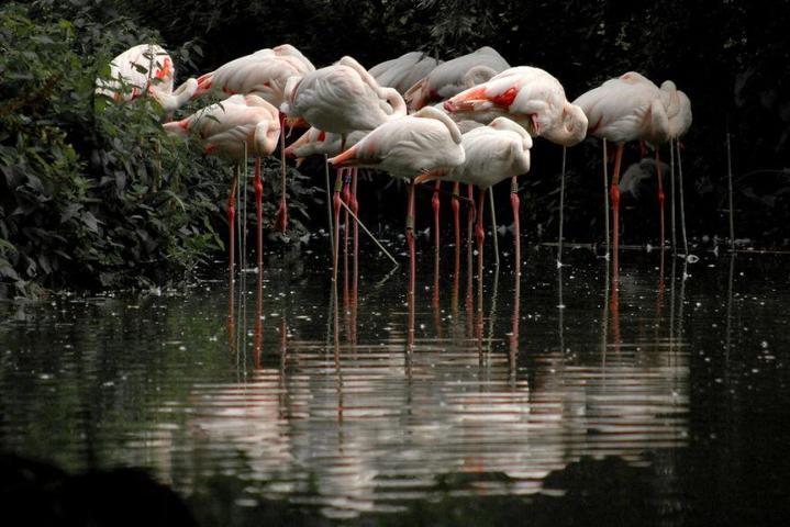 Pembe ve asil: Dünya Flamingo Günü