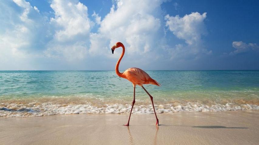 Pembe ve asil: Dünya Flamingo Günü