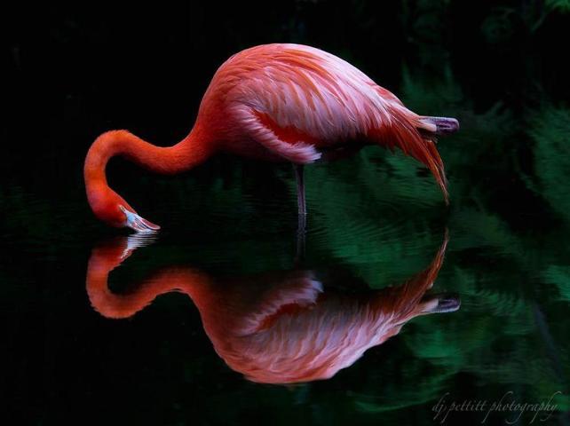 Pembe ve asil: Dünya Flamingo Günü