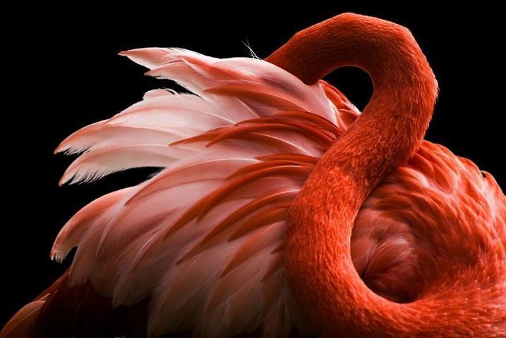 Pembe ve asil: Dünya Flamingo Günü