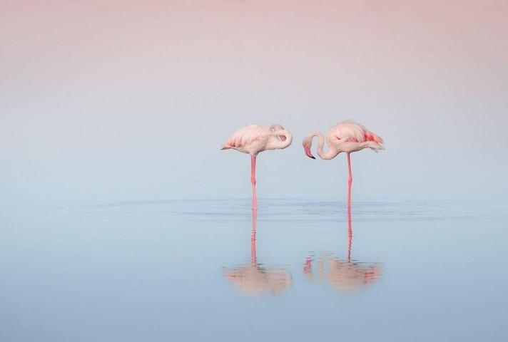 Pembe ve asil: Dünya Flamingo Günü