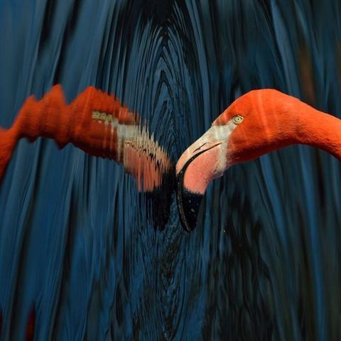 Pembe ve asil: Dünya Flamingo Günü