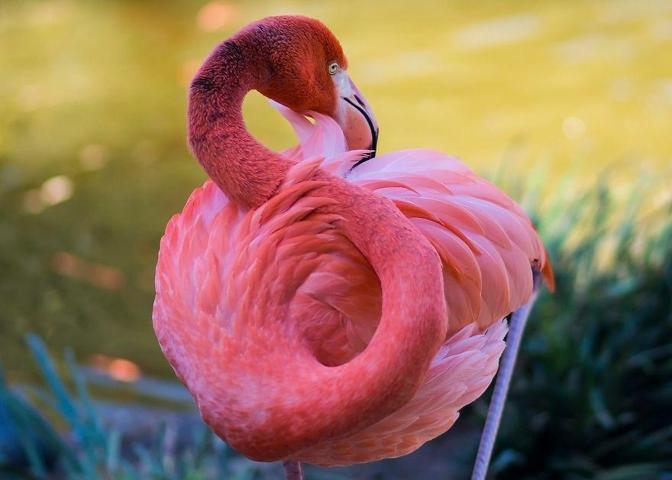 Pembe ve asil: Dünya Flamingo Günü