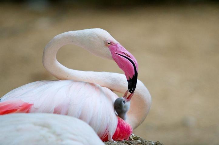 Pembe ve asil: Dünya Flamingo Günü