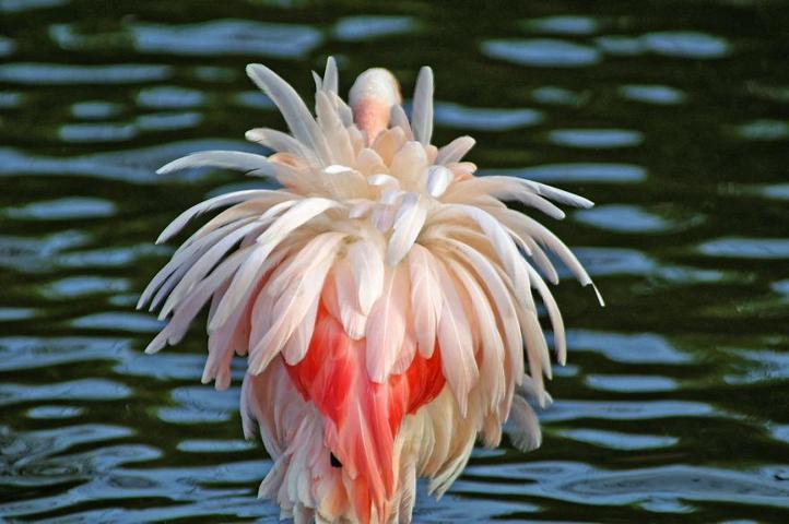 Pembe ve asil: Dünya Flamingo Günü