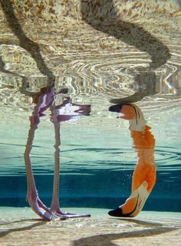 Pembe ve asil: Dünya Flamingo Günü
