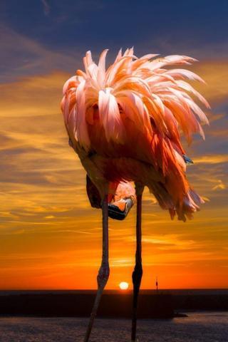Pembe ve asil: Dünya Flamingo Günü