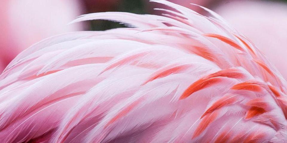 Pembe ve asil: Dünya Flamingo Günü