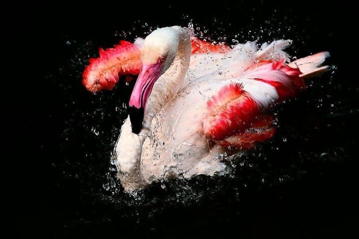 Pembe ve asil: Dünya Flamingo Günü
