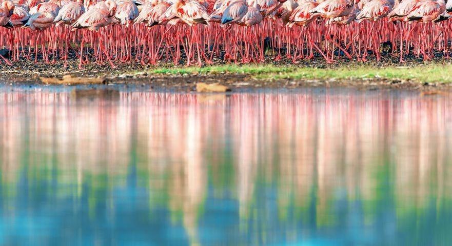 Pembe ve asil: Dünya Flamingo Günü