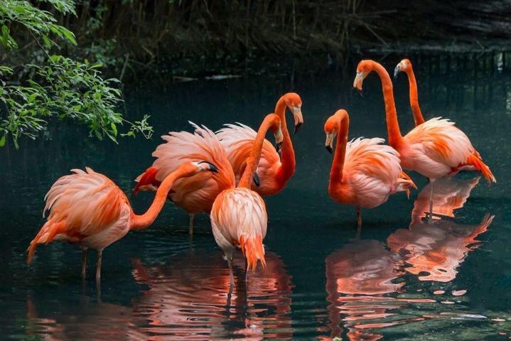 Pembe ve asil: Dünya Flamingo Günü