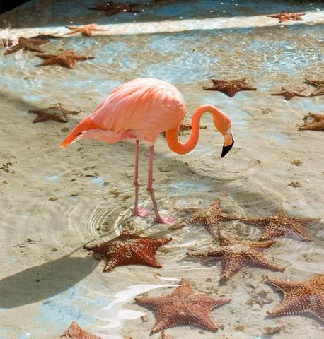 Pembe ve asil: Dünya Flamingo Günü