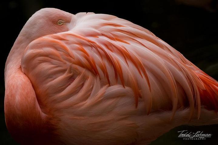 Pembe ve asil: Dünya Flamingo Günü