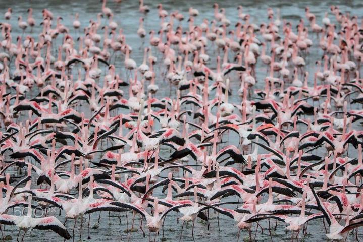 Pembe ve asil: Dünya Flamingo Günü