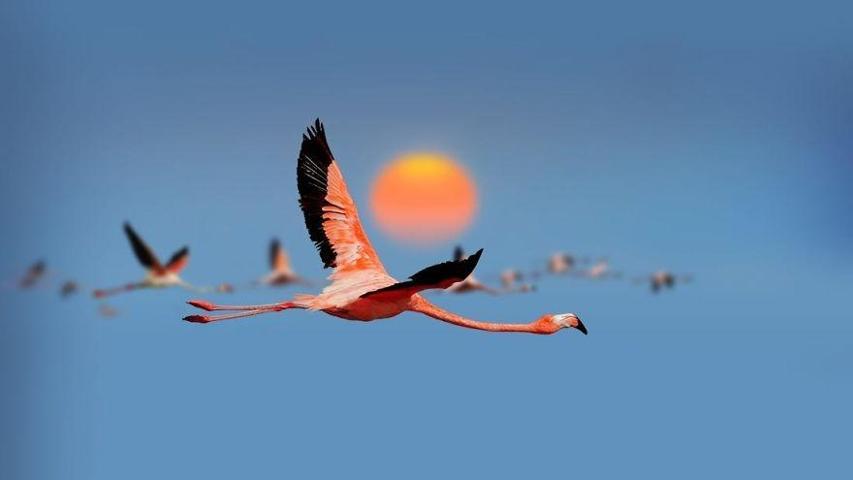 Pembe ve asil: Dünya Flamingo Günü
