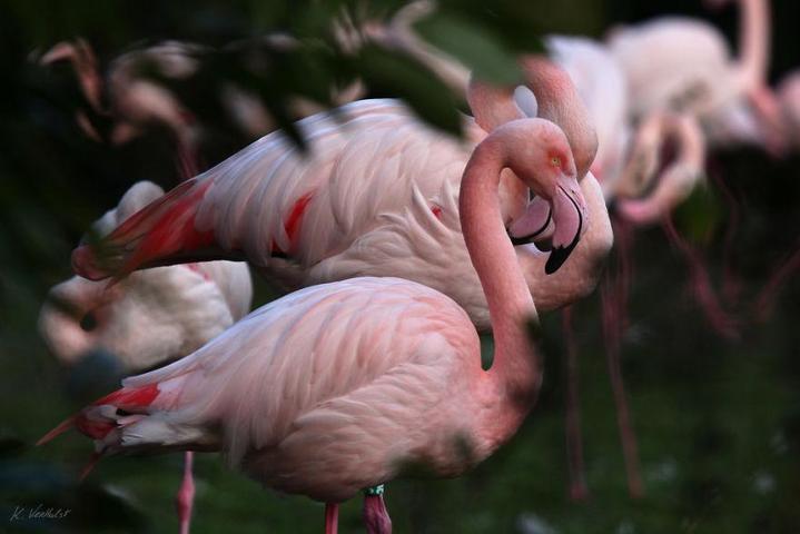 Pembe ve asil: Dünya Flamingo Günü