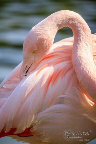 Pembe ve asil: Dünya Flamingo Günü