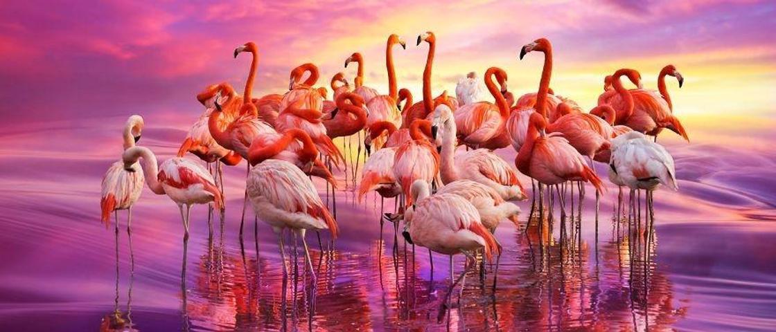 Pembe ve asil: Dünya Flamingo Günü