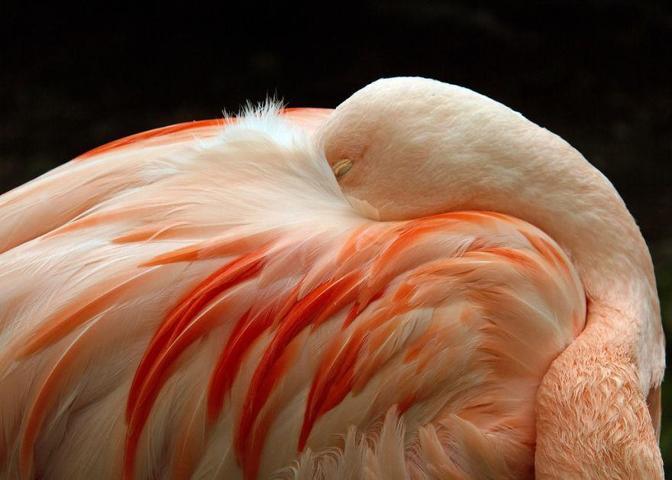 Pembe ve asil: Dünya Flamingo Günü