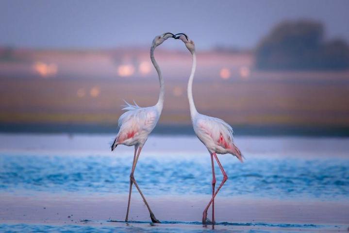 Pembe ve asil: Dünya Flamingo Günü