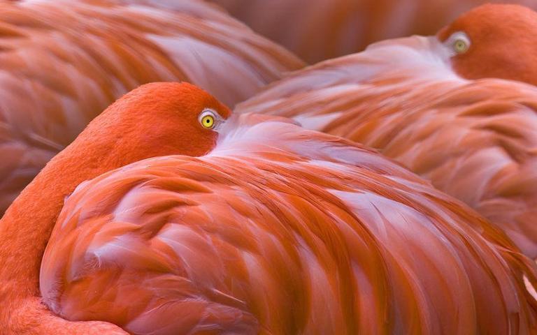 Pembe ve asil: Dünya Flamingo Günü