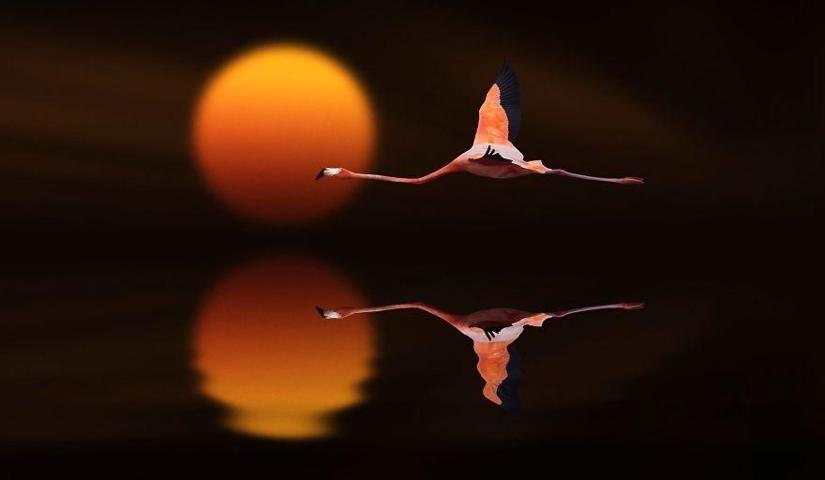 Pembe ve asil: Dünya Flamingo Günü