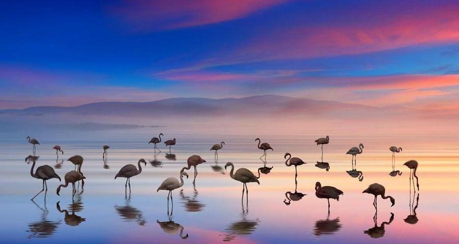 Pembe ve asil: Dünya Flamingo Günü