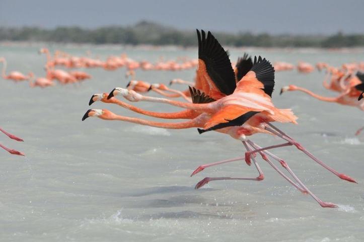 Pembe ve asil: Dünya Flamingo Günü