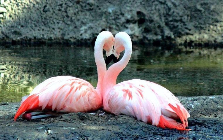 Pembe ve asil: Dünya Flamingo Günü