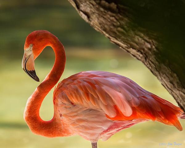 Pembe ve asil: Dünya Flamingo Günü