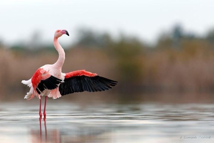 Pembe ve asil: Dünya Flamingo Günü