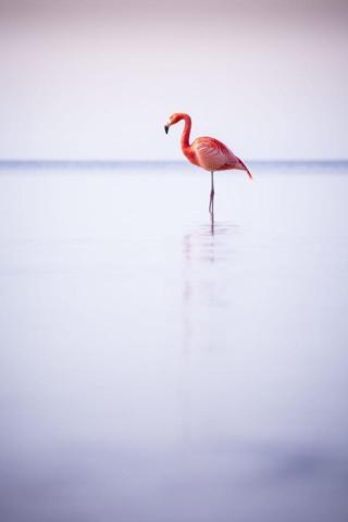 Pembe ve asil: Dünya Flamingo Günü