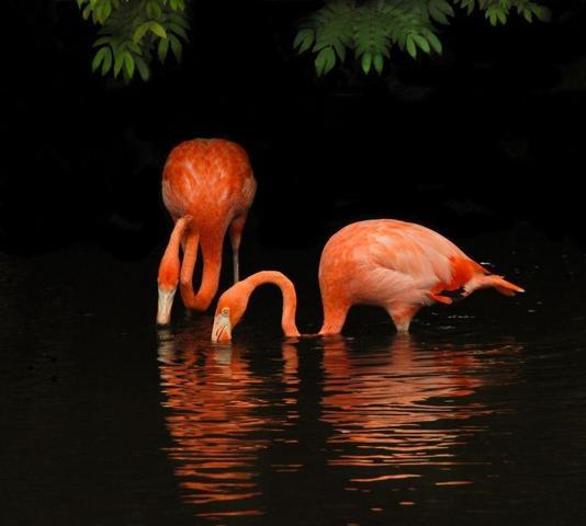 Pembe ve asil: Dünya Flamingo Günü
