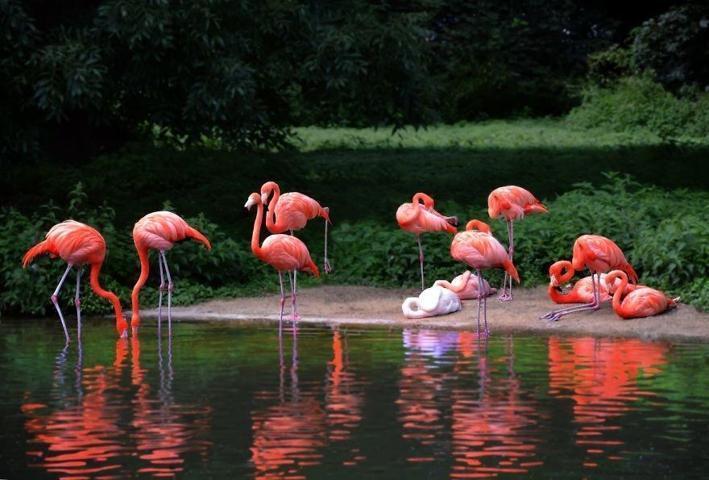 Pembe ve asil: Dünya Flamingo Günü