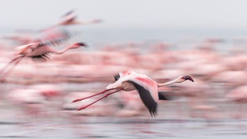 Pembe ve asil: Dünya Flamingo Günü