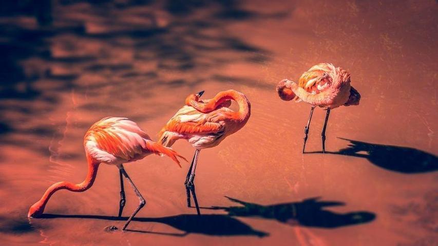 Pembe ve asil: Dünya Flamingo Günü