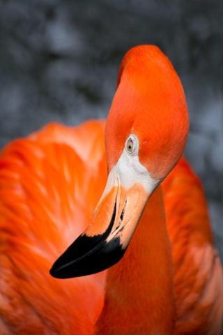 Pembe ve asil: Dünya Flamingo Günü