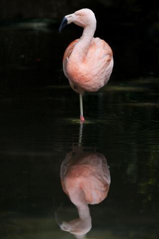 Pembe ve asil: Dünya Flamingo Günü