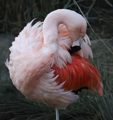 Pembe ve asil: Dünya Flamingo Günü
