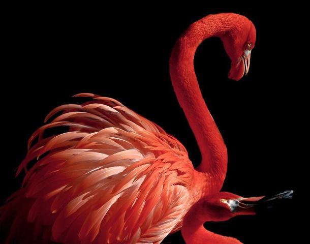 Pembe ve asil: Dünya Flamingo Günü