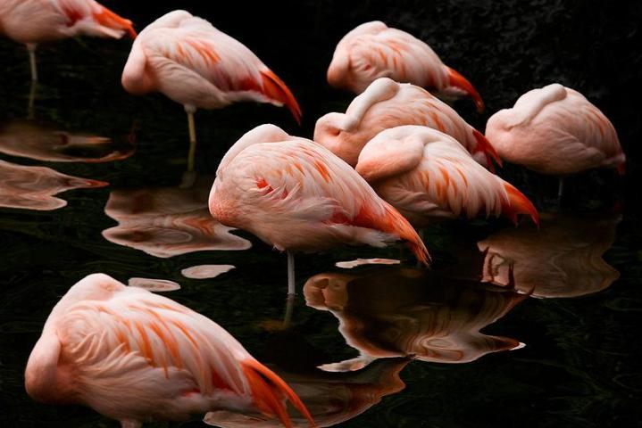 Pembe ve asil: Dünya Flamingo Günü