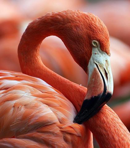 Pembe ve asil: Dünya Flamingo Günü