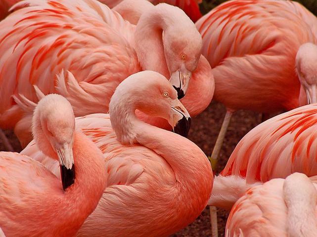 Pembe ve asil: Dünya Flamingo Günü