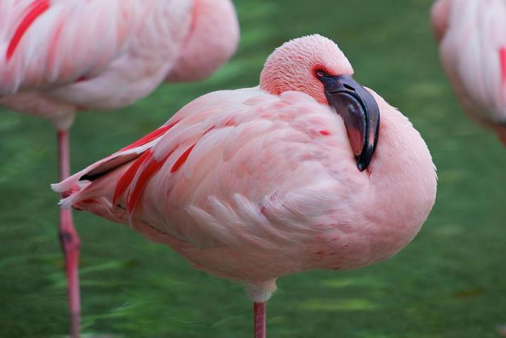 Pembe ve asil: Dünya Flamingo Günü