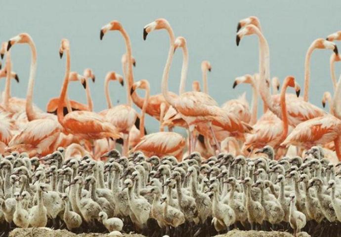 Pembe ve asil: Dünya Flamingo Günü