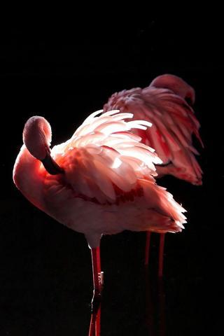 Pembe ve asil: Dünya Flamingo Günü